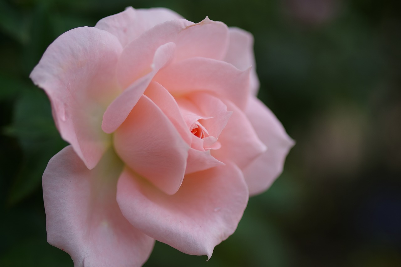 栃木県足利市のあしかがフラワーパークの花々
