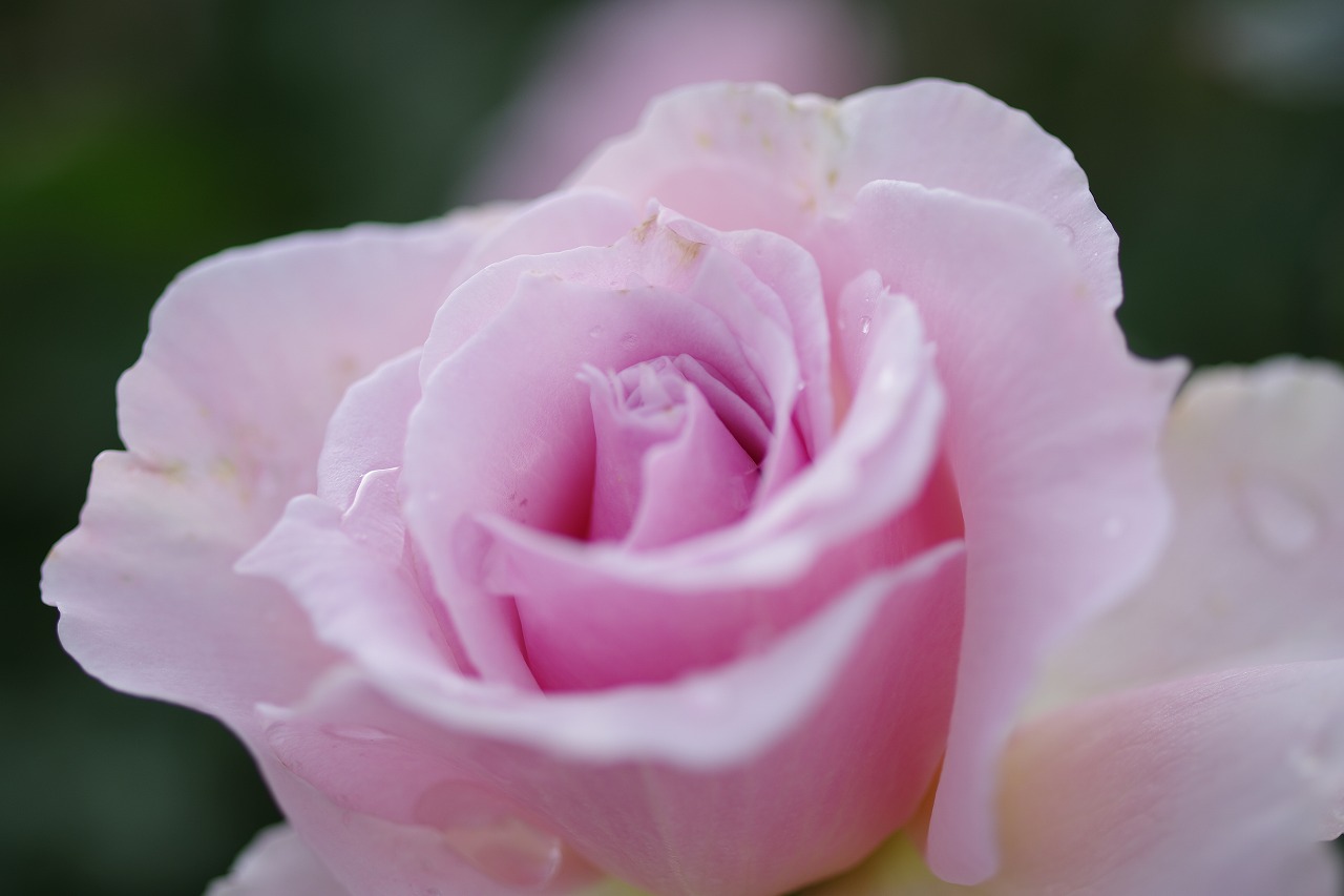 栃木県足利市のあしかがフラワーパークの花々
