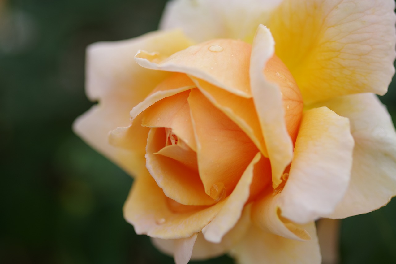 栃木県足利市のあしかがフラワーパークの花々
