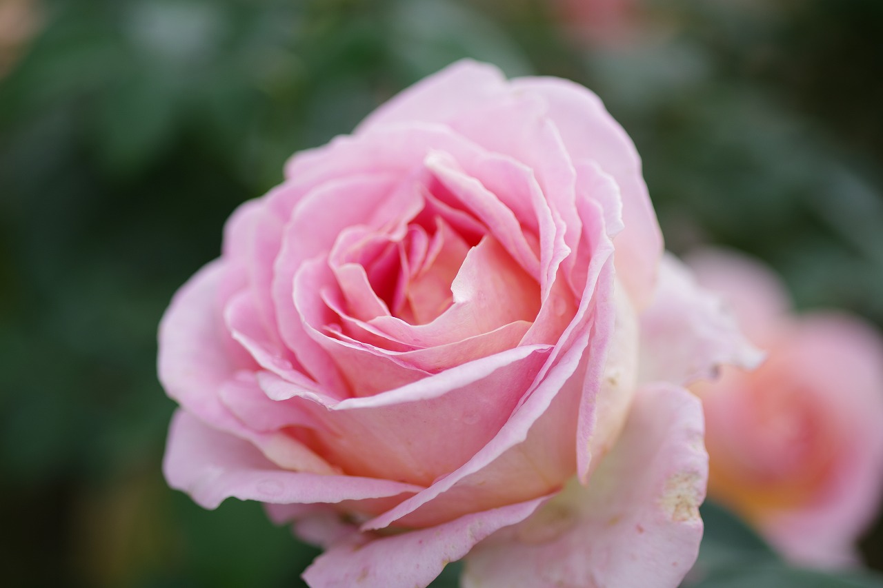 栃木県足利市のあしかがフラワーパークの花々
