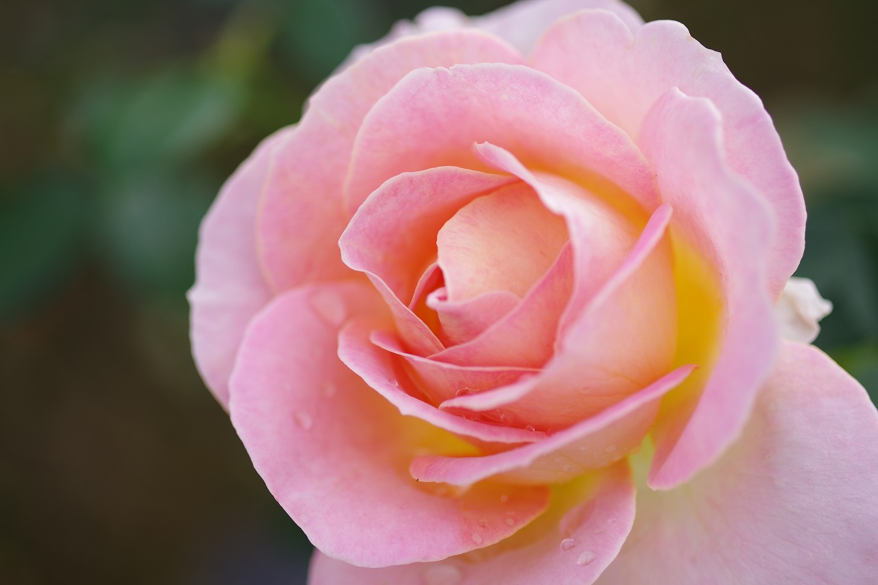栃木県足利市のあしかがフラワーパークの花々
