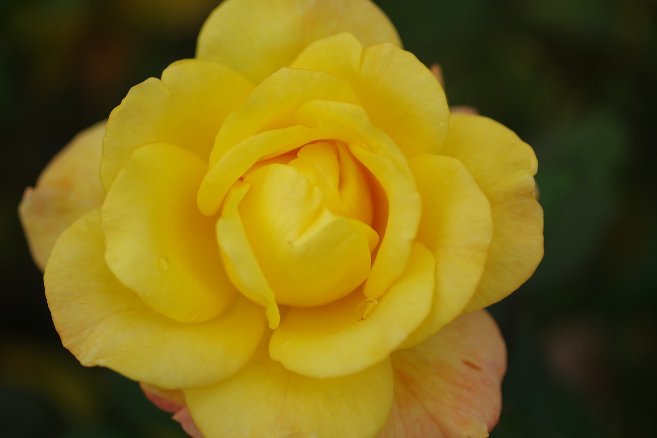 栃木県足利市のあしかがフラワーパークの花々
