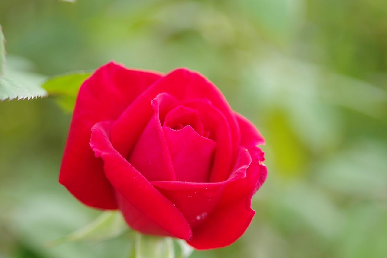 栃木県足利市のあしかがフラワーパークの花々
