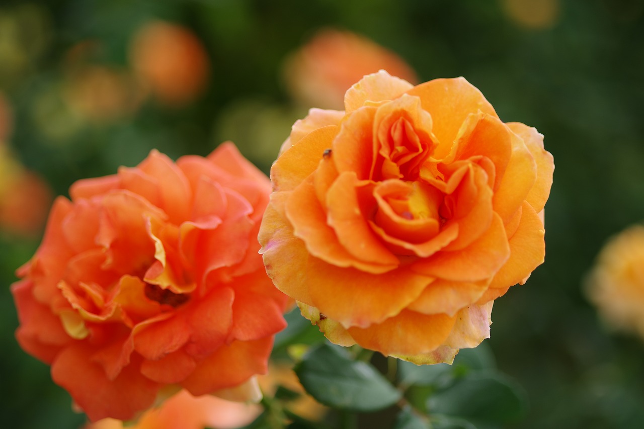 栃木県足利市のあしかがフラワーパークの花々
