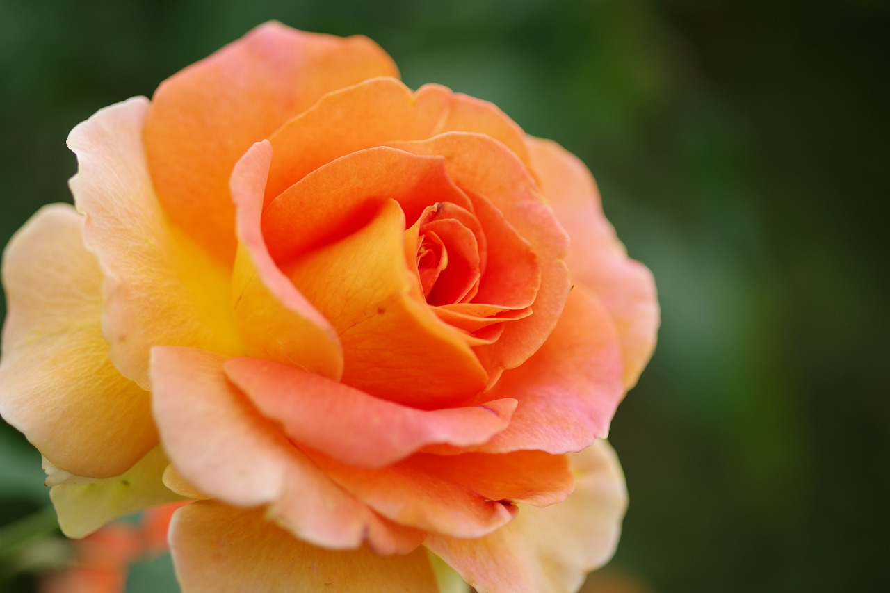 栃木県足利市のあしかがフラワーパークの花々
