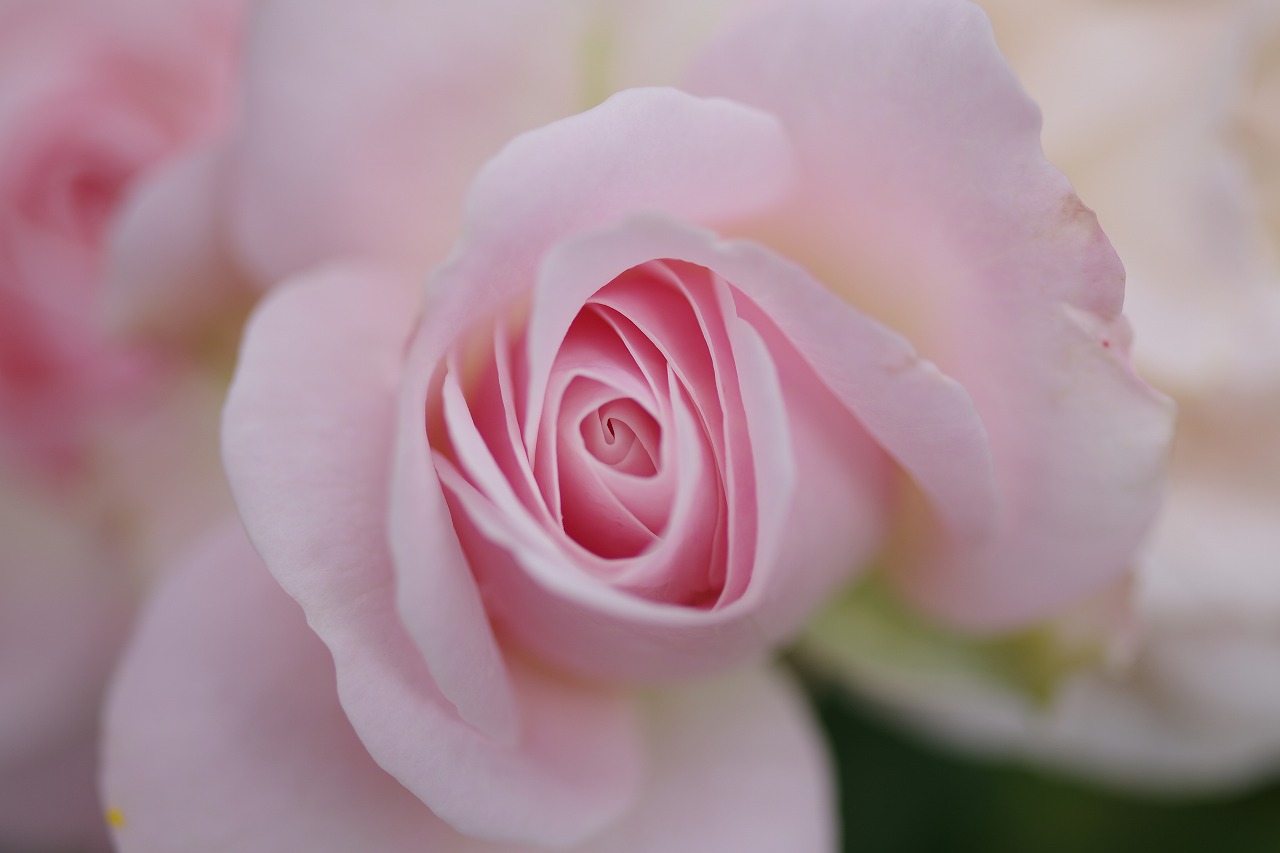 栃木県足利市のあしかがフラワーパークの花々
