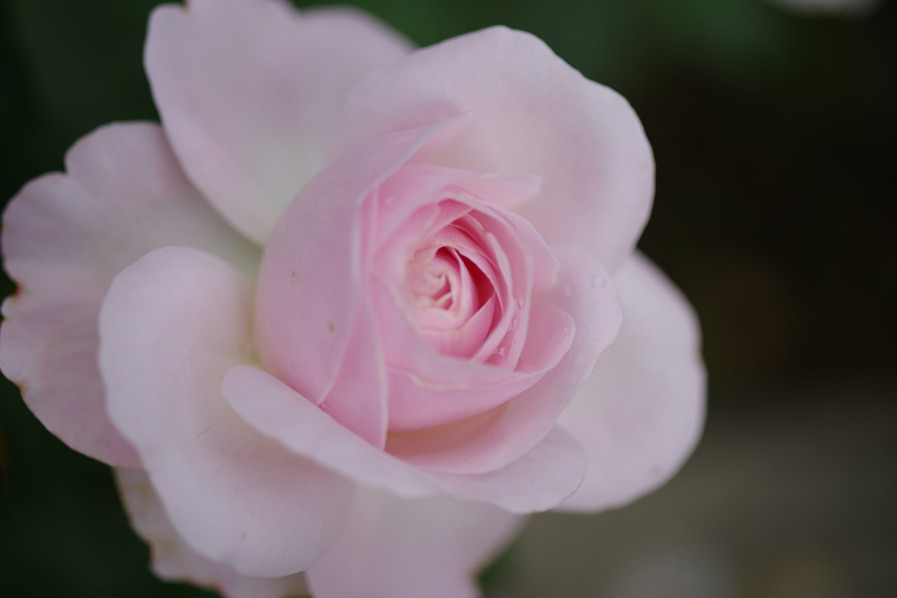 栃木県足利市のあしかがフラワーパークの花々
