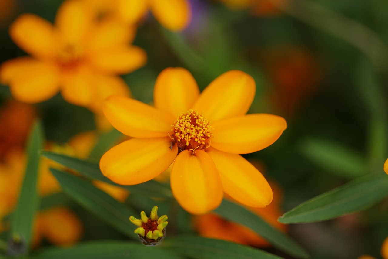 栃木県足利市のあしかがフラワーパークの花々
