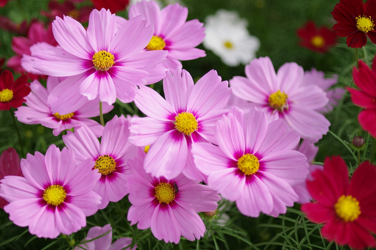栃木県足利市のあしかがフラワーパークの花々
