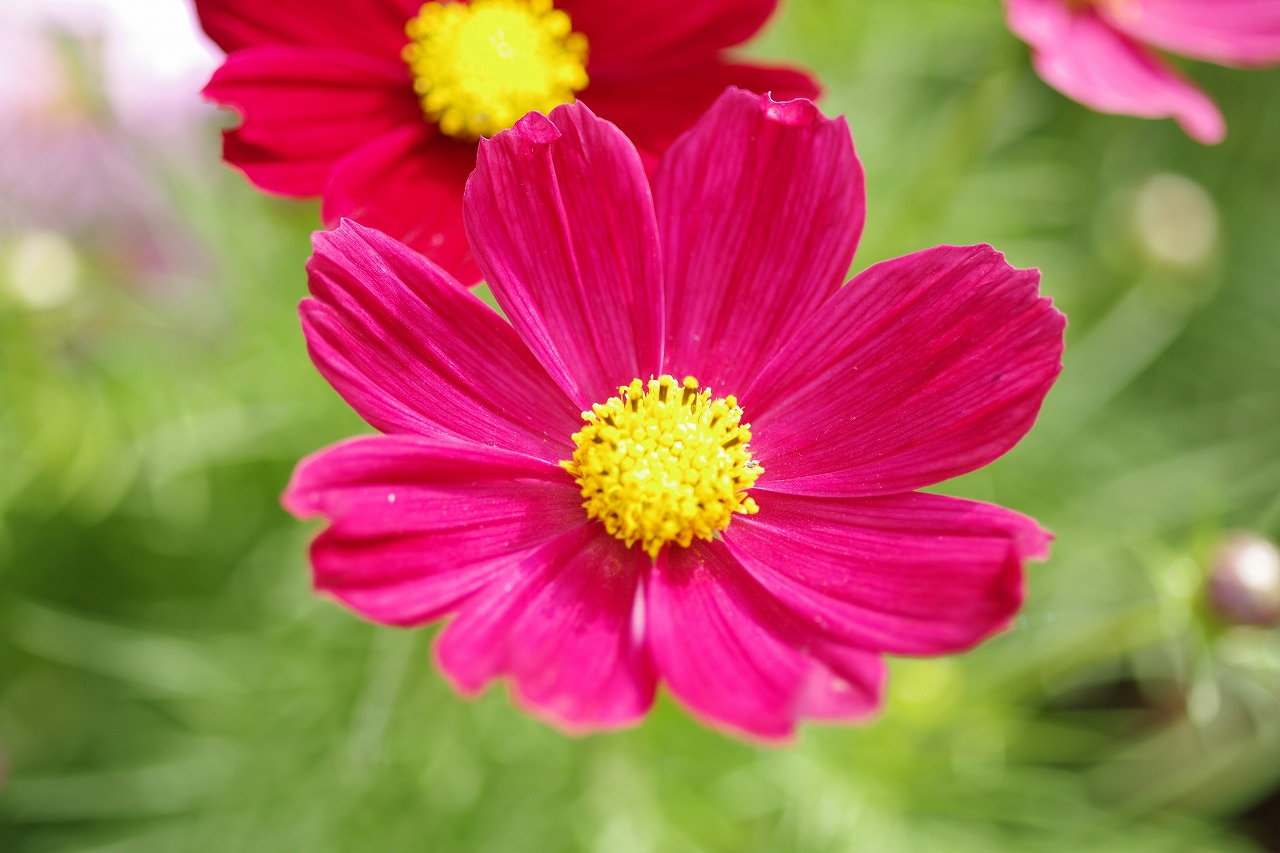 栃木県足利市のあしかがフラワーパークの花々
