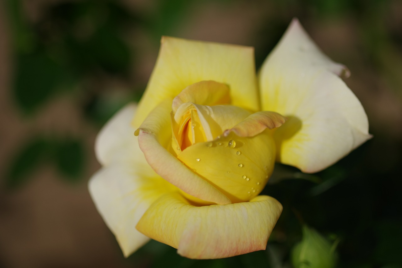 栃木県足利市のあしかがフラワーパークの花々
