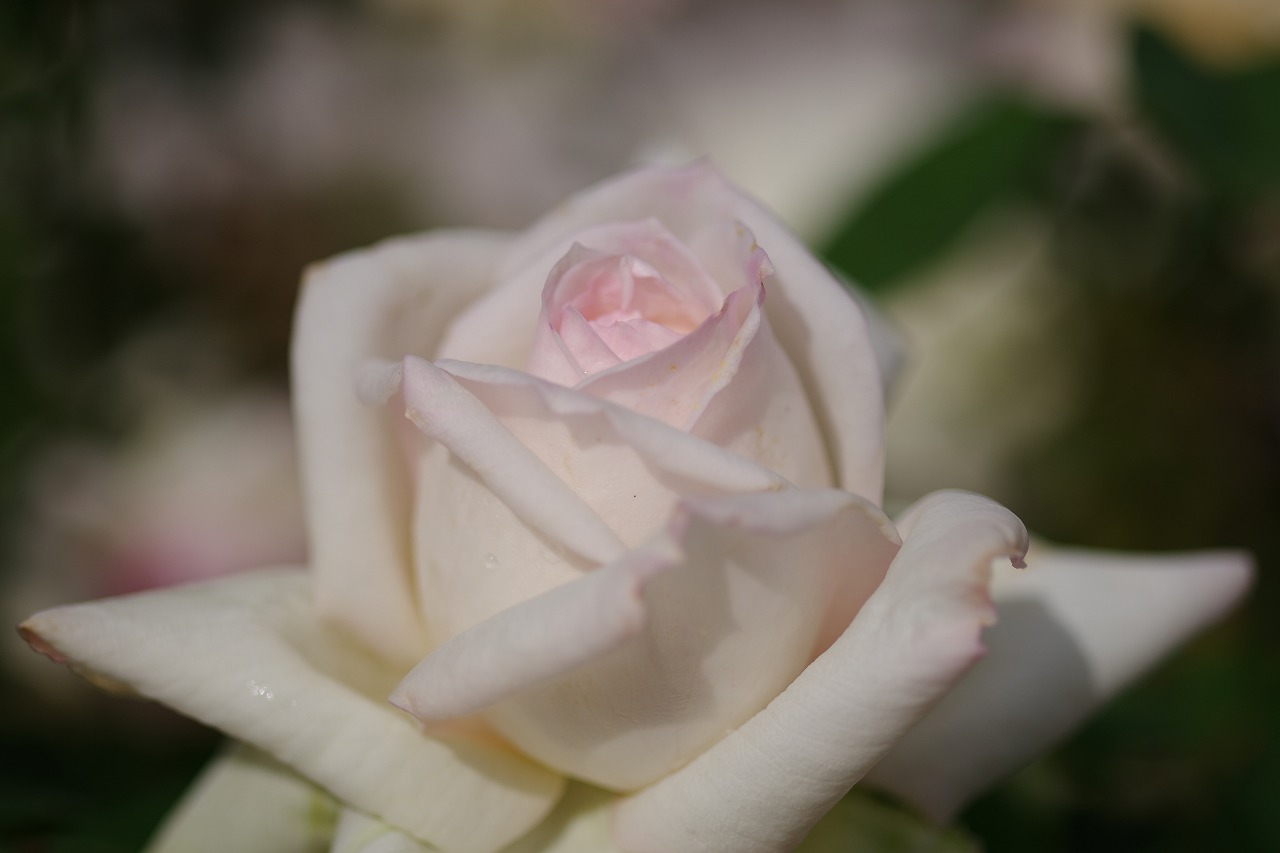 栃木県足利市のあしかがフラワーパークの花々
