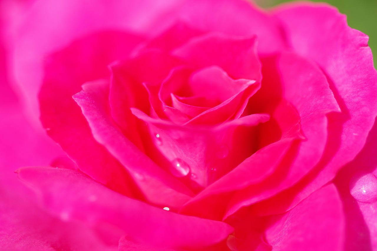 栃木県足利市のあしかがフラワーパークの花々
