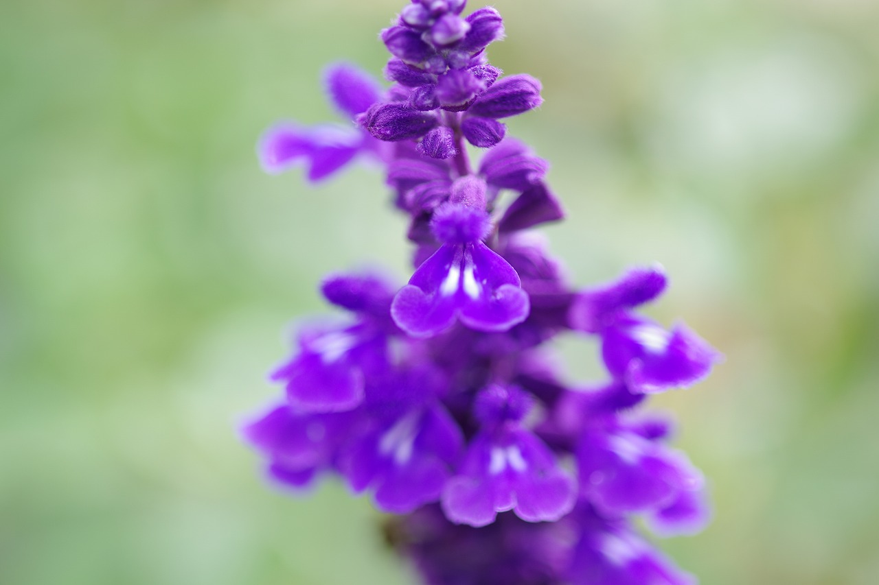 栃木県足利市のあしかがフラワーパークの花々
