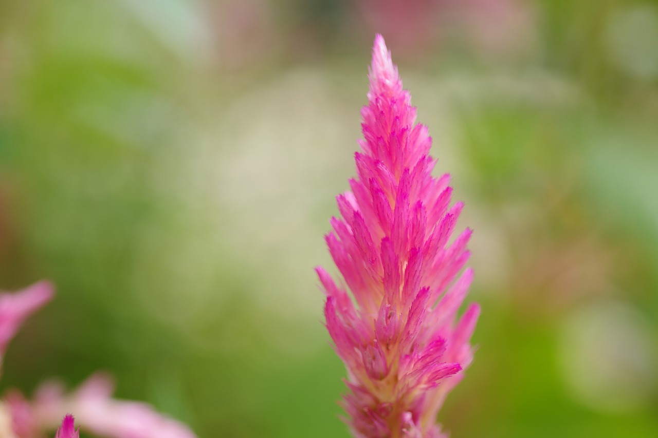 栃木県足利市のあしかがフラワーパークの花々

