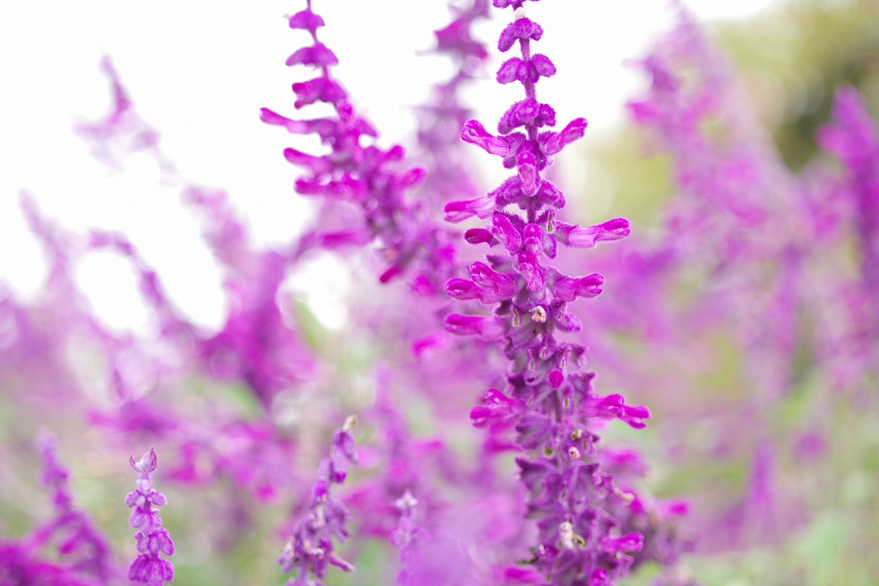 栃木県足利市のあしかがフラワーパークの花々
