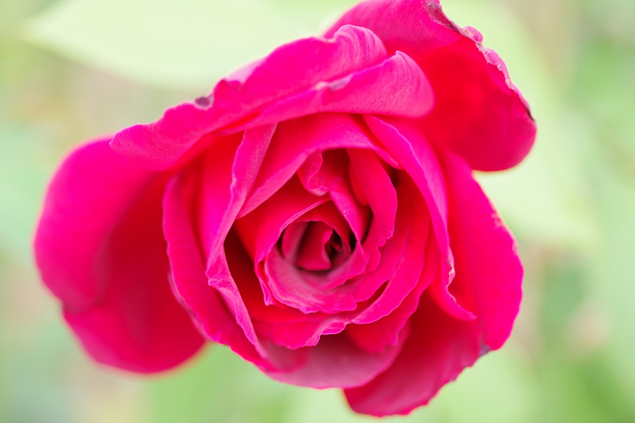 群馬県前橋市の敷島公園のバラ園