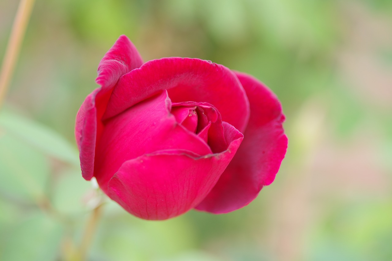 群馬県前橋市の敷島公園のバラ園