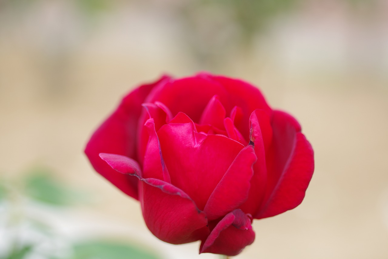 群馬県前橋市の敷島公園のバラ園