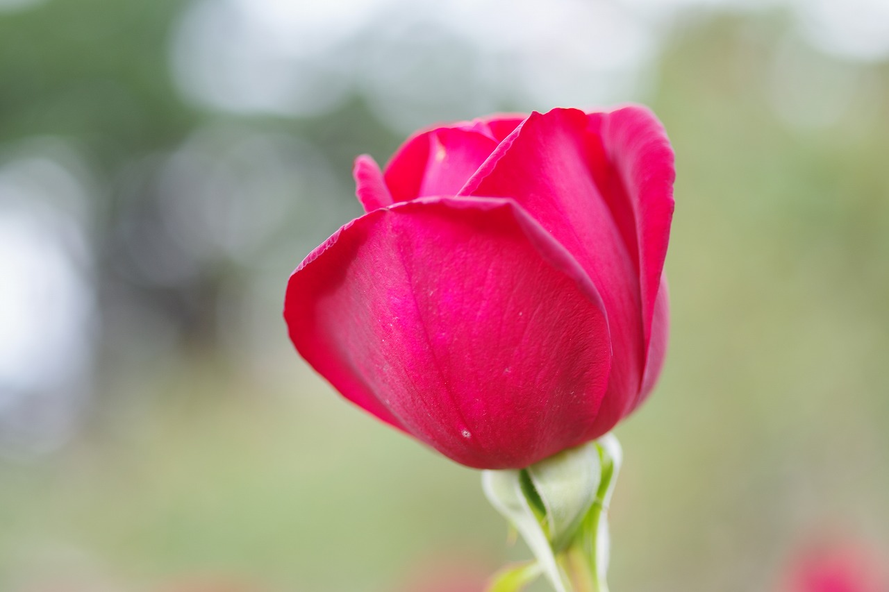 群馬県前橋市の敷島公園のバラ園
