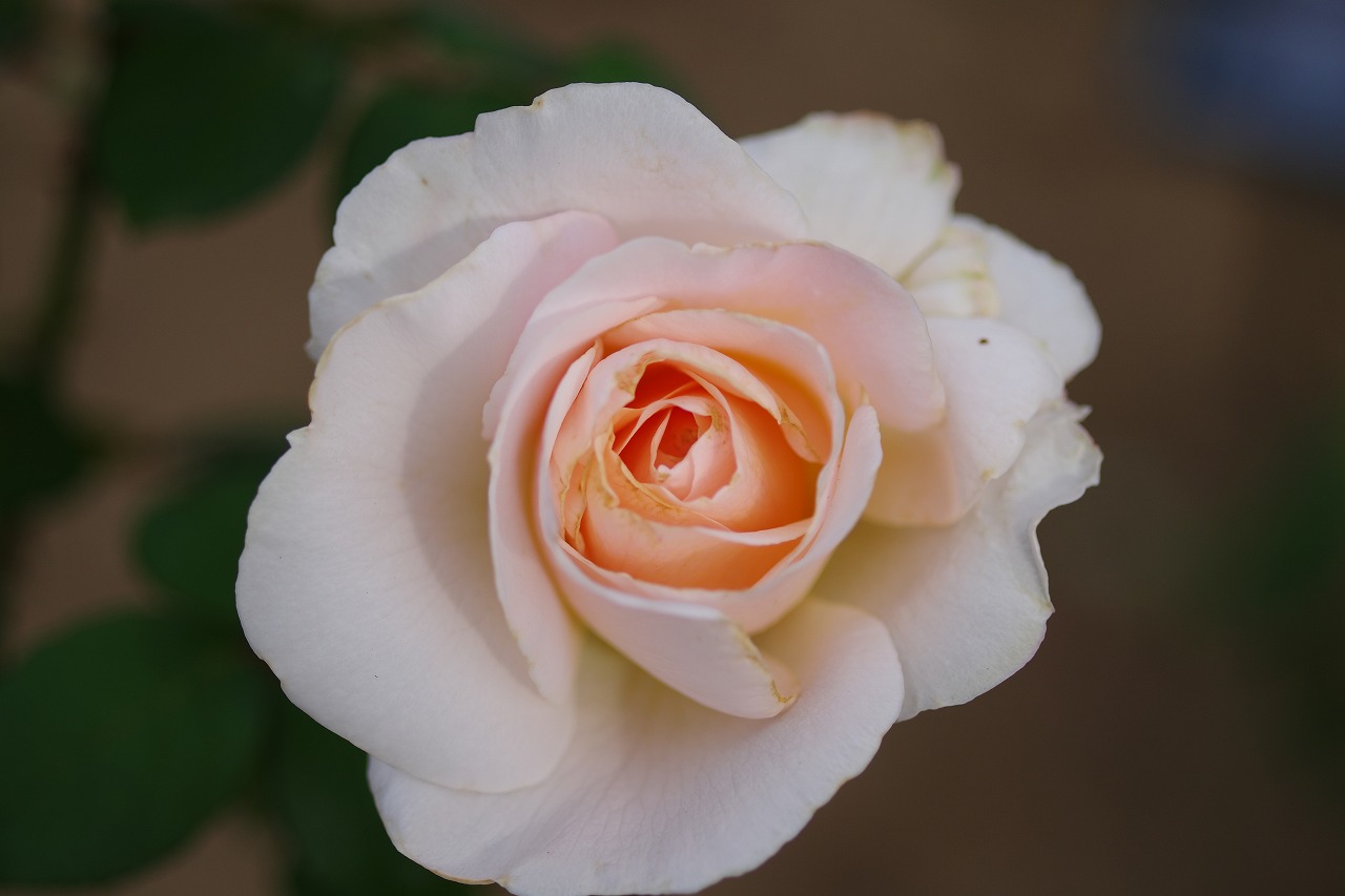 群馬県前橋市の敷島公園のバラ園