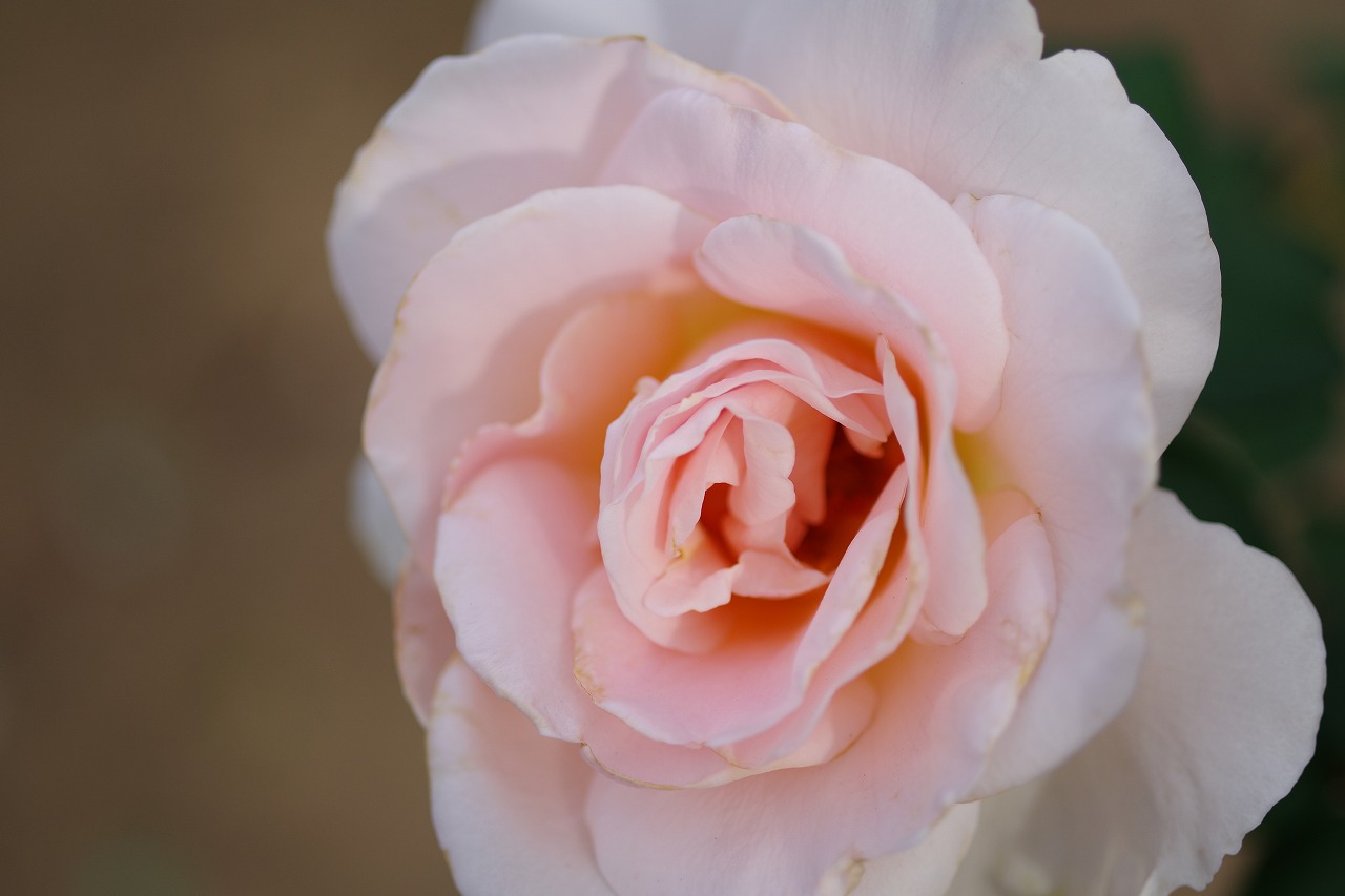 群馬県前橋市の敷島公園のバラ園