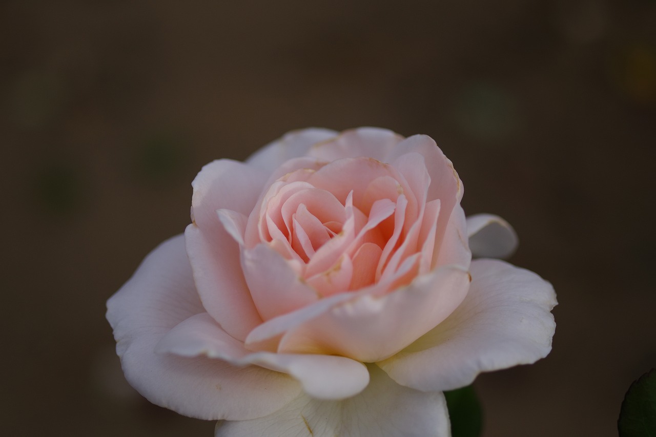 群馬県前橋市の敷島公園のバラ園