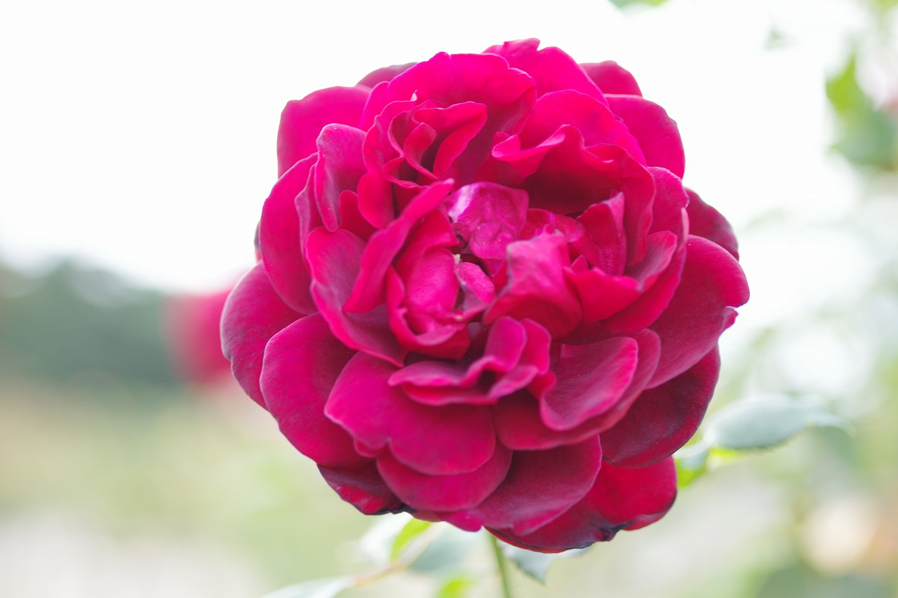 群馬県前橋市の敷島公園のバラ園