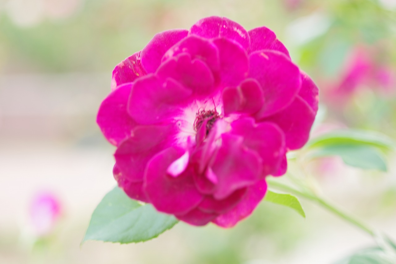 群馬県前橋市の敷島公園のバラ園