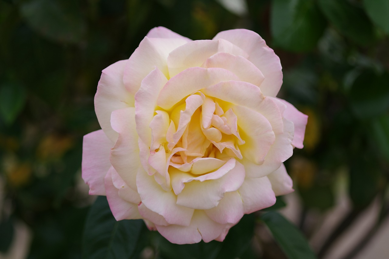 群馬県前橋市の敷島公園のバラ園