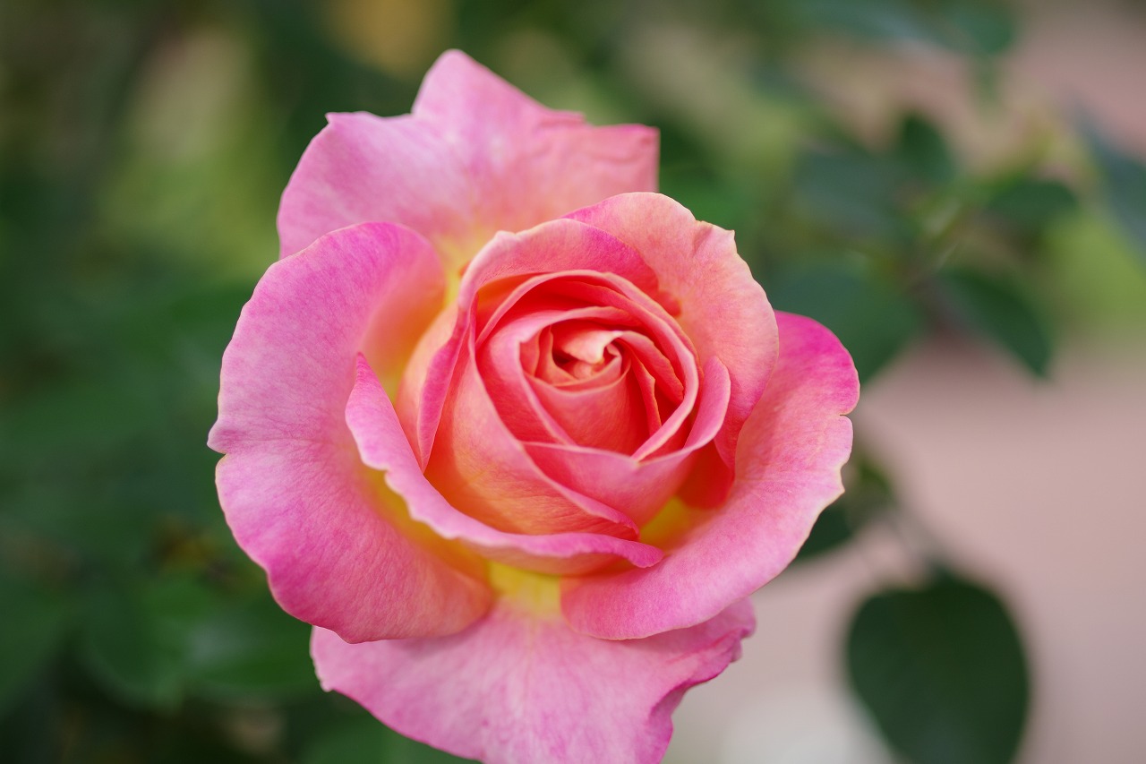 群馬県前橋市の敷島公園のバラ園