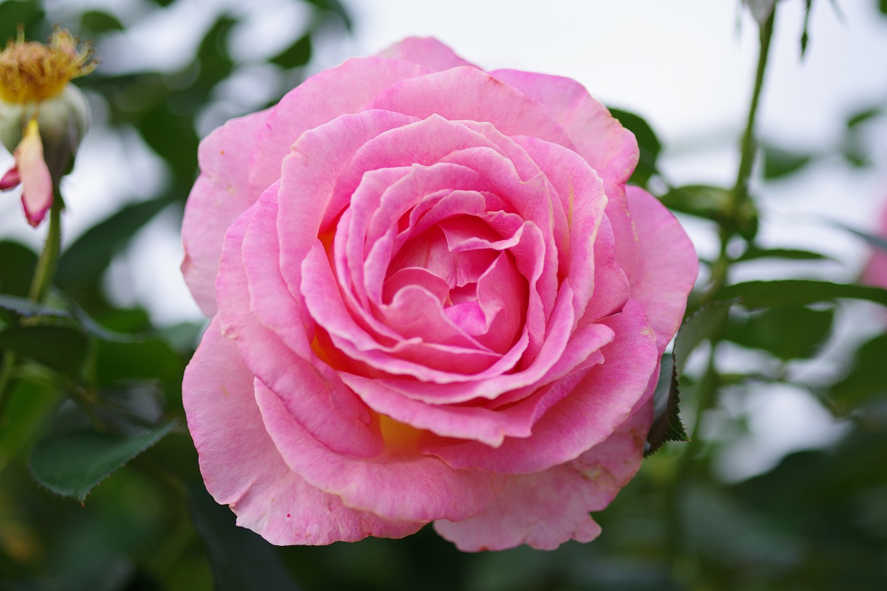 群馬県前橋市の敷島公園のバラ園