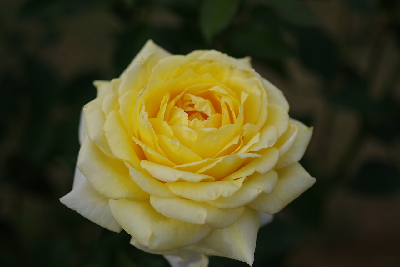 群馬県前橋市の敷島公園のバラ園