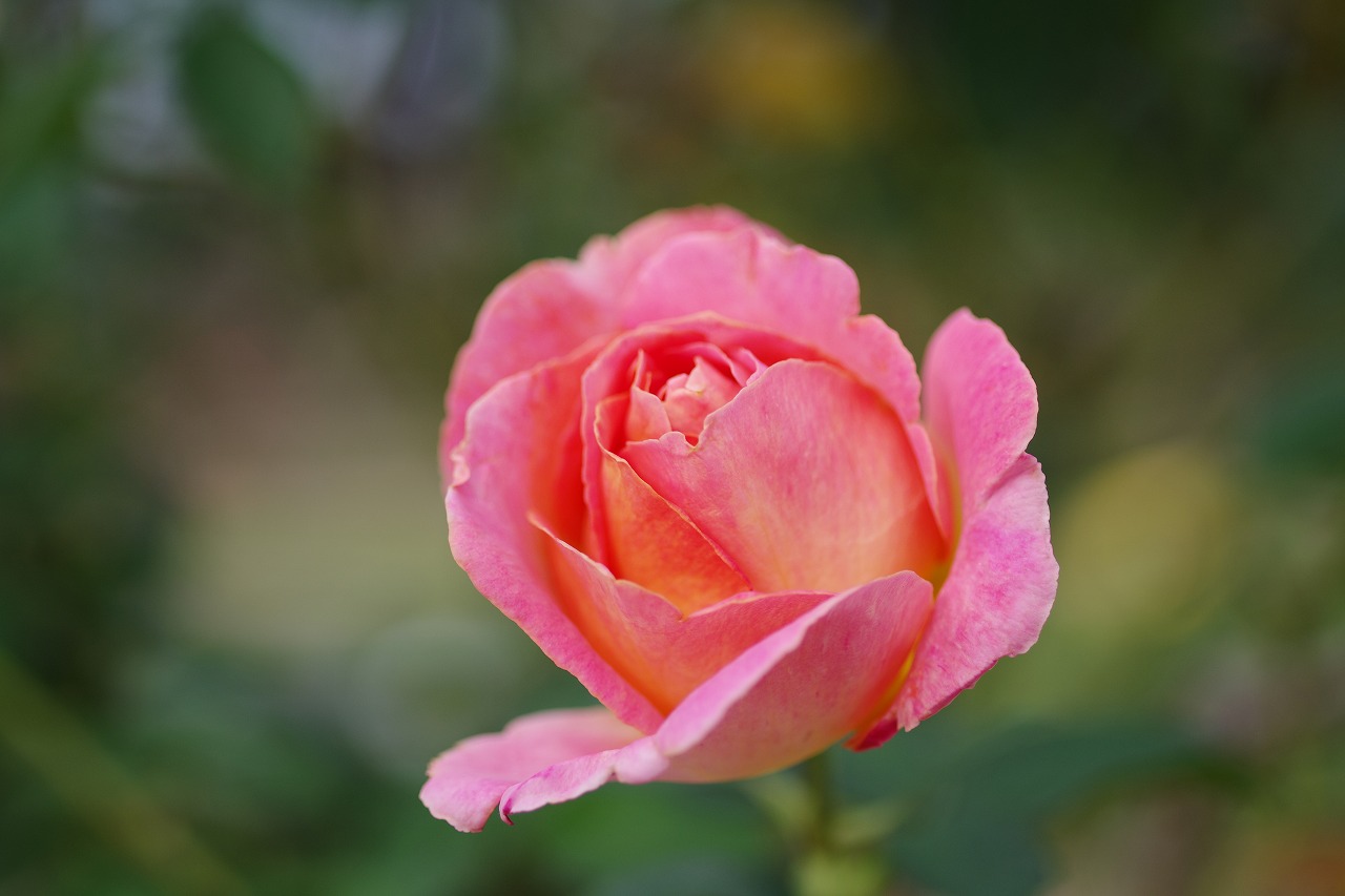 群馬県前橋市の敷島公園のバラ園
