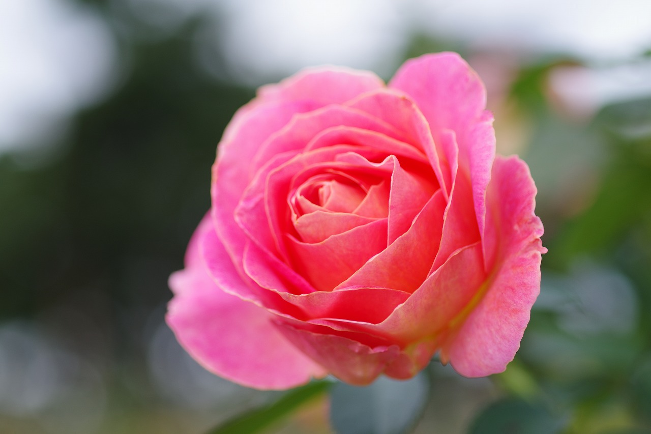 群馬県前橋市の敷島公園のバラ園