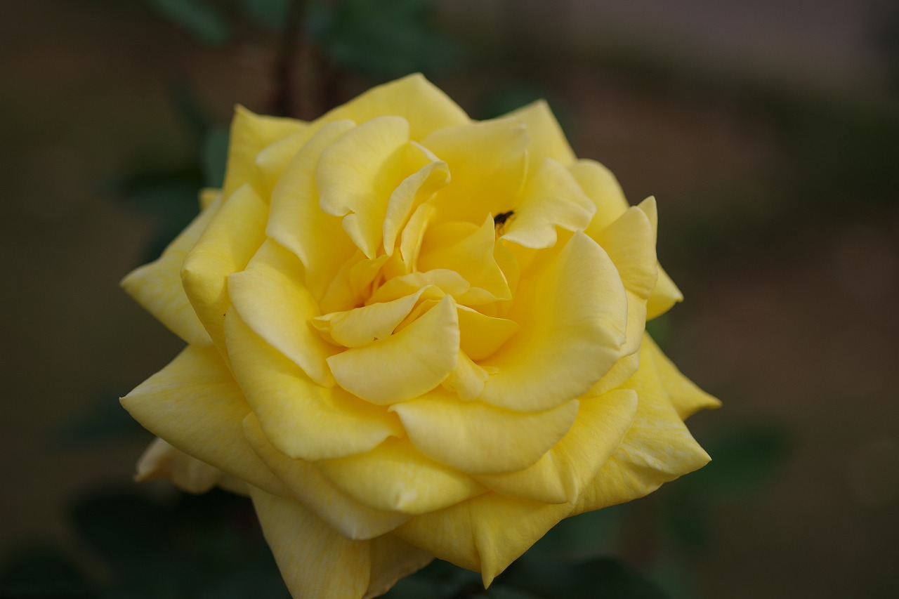 群馬県前橋市の敷島公園のバラ園