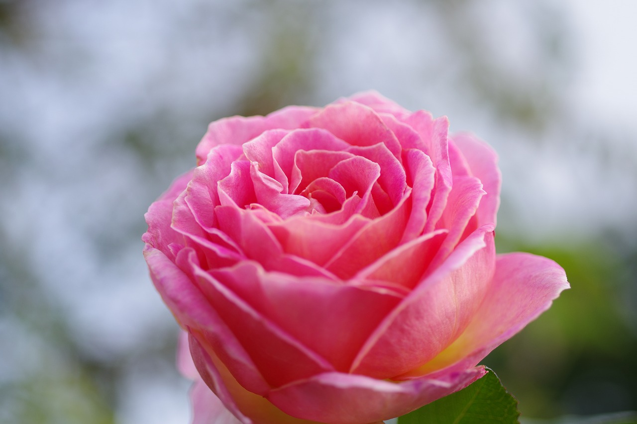 群馬県前橋市の敷島公園のバラ園