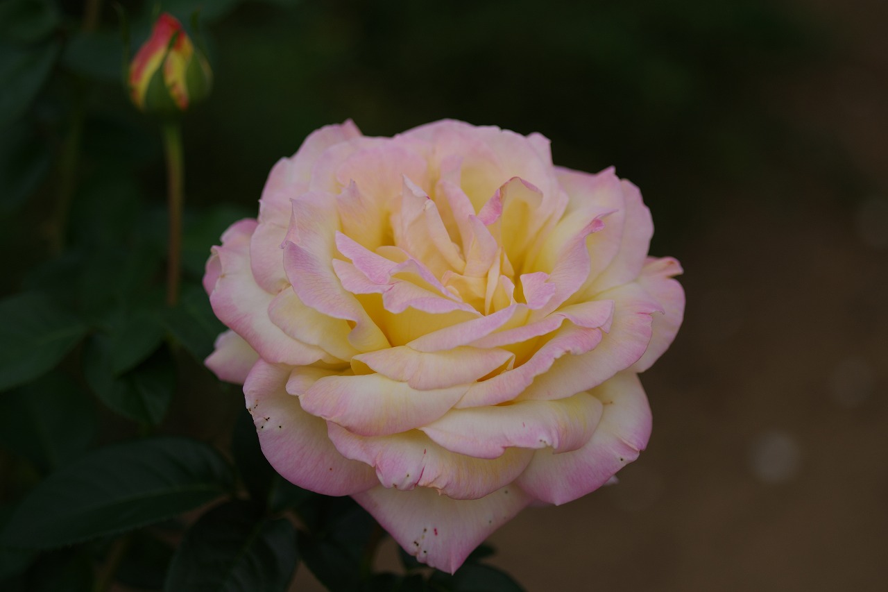 群馬県前橋市の敷島公園のバラ園