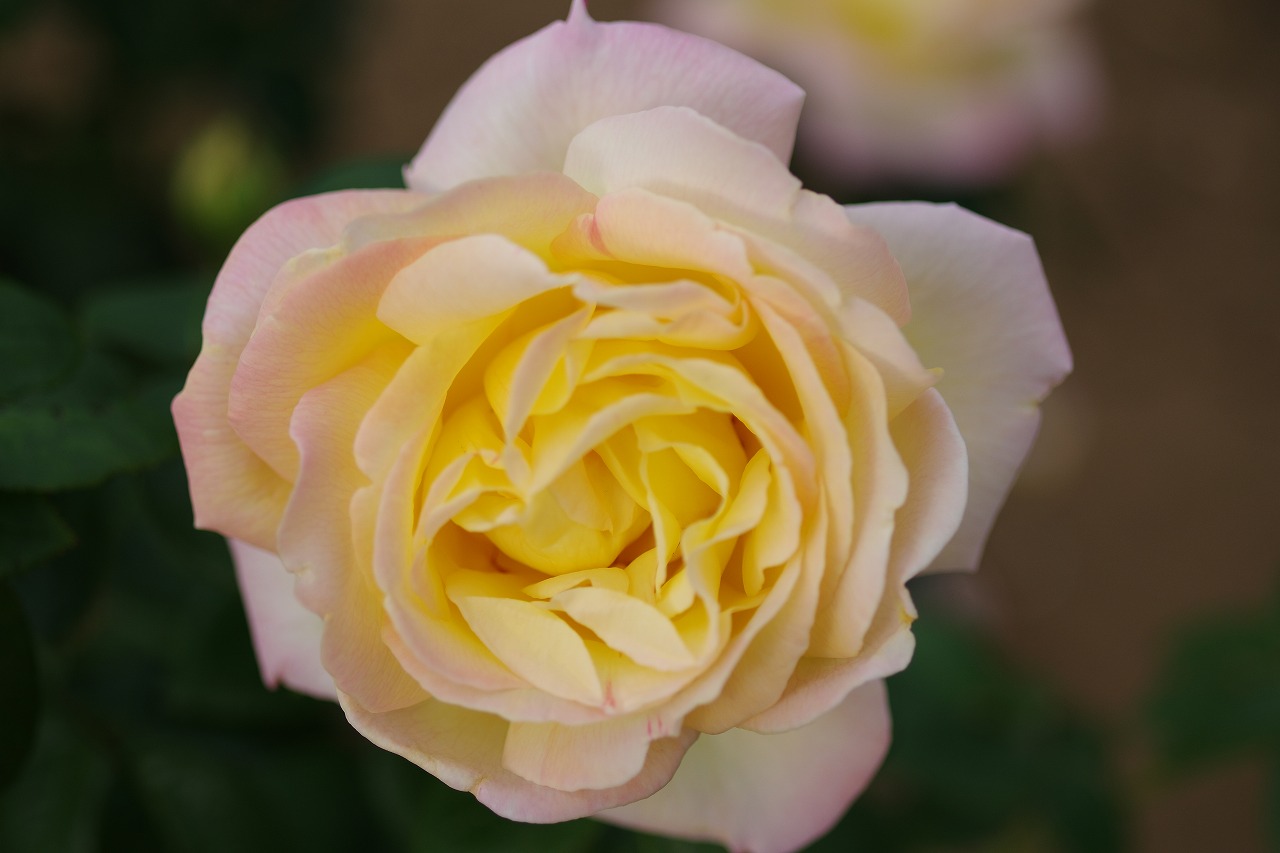 群馬県前橋市の敷島公園のバラ園