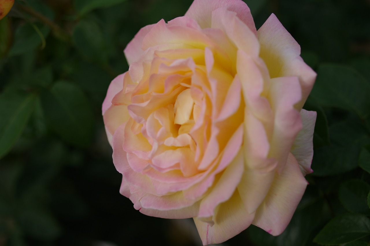 群馬県前橋市の敷島公園のバラ園