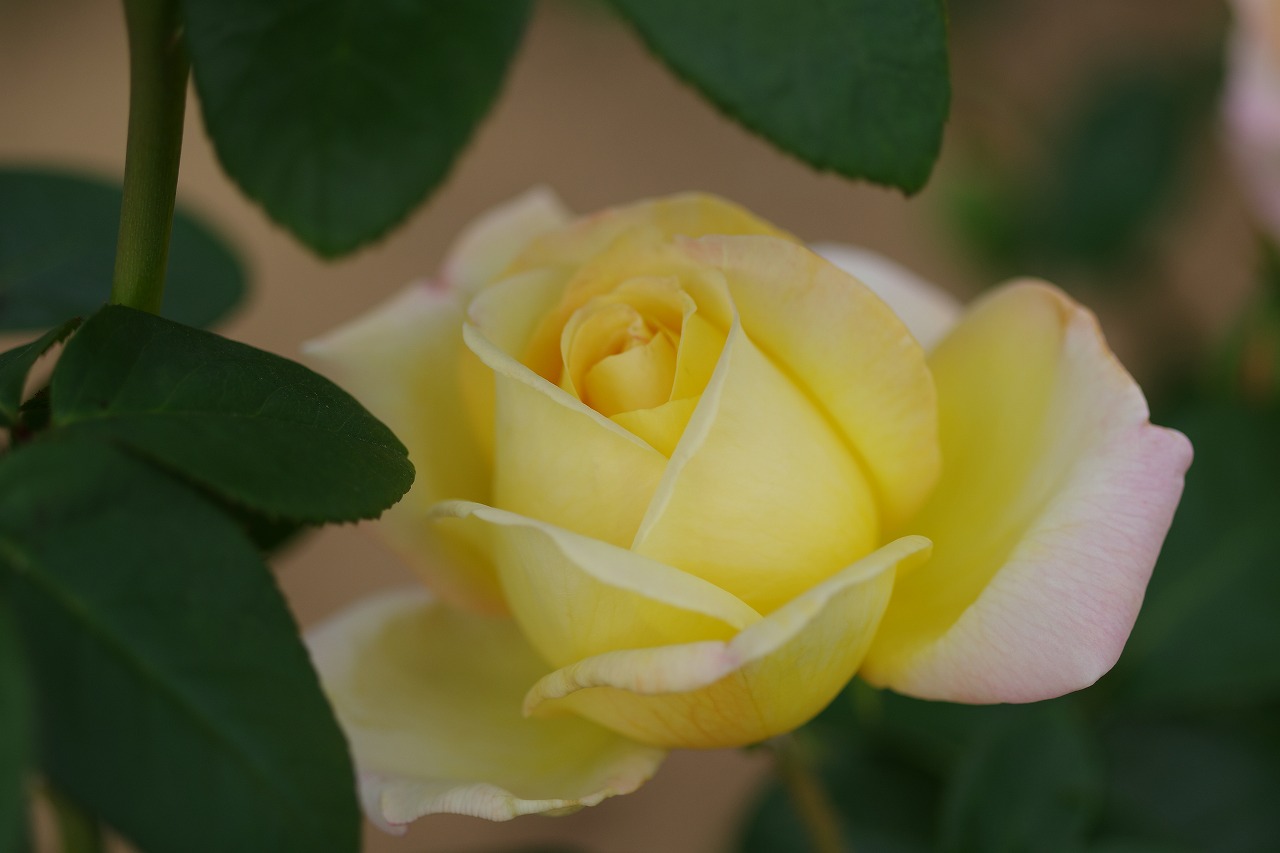 群馬県前橋市の敷島公園のバラ園