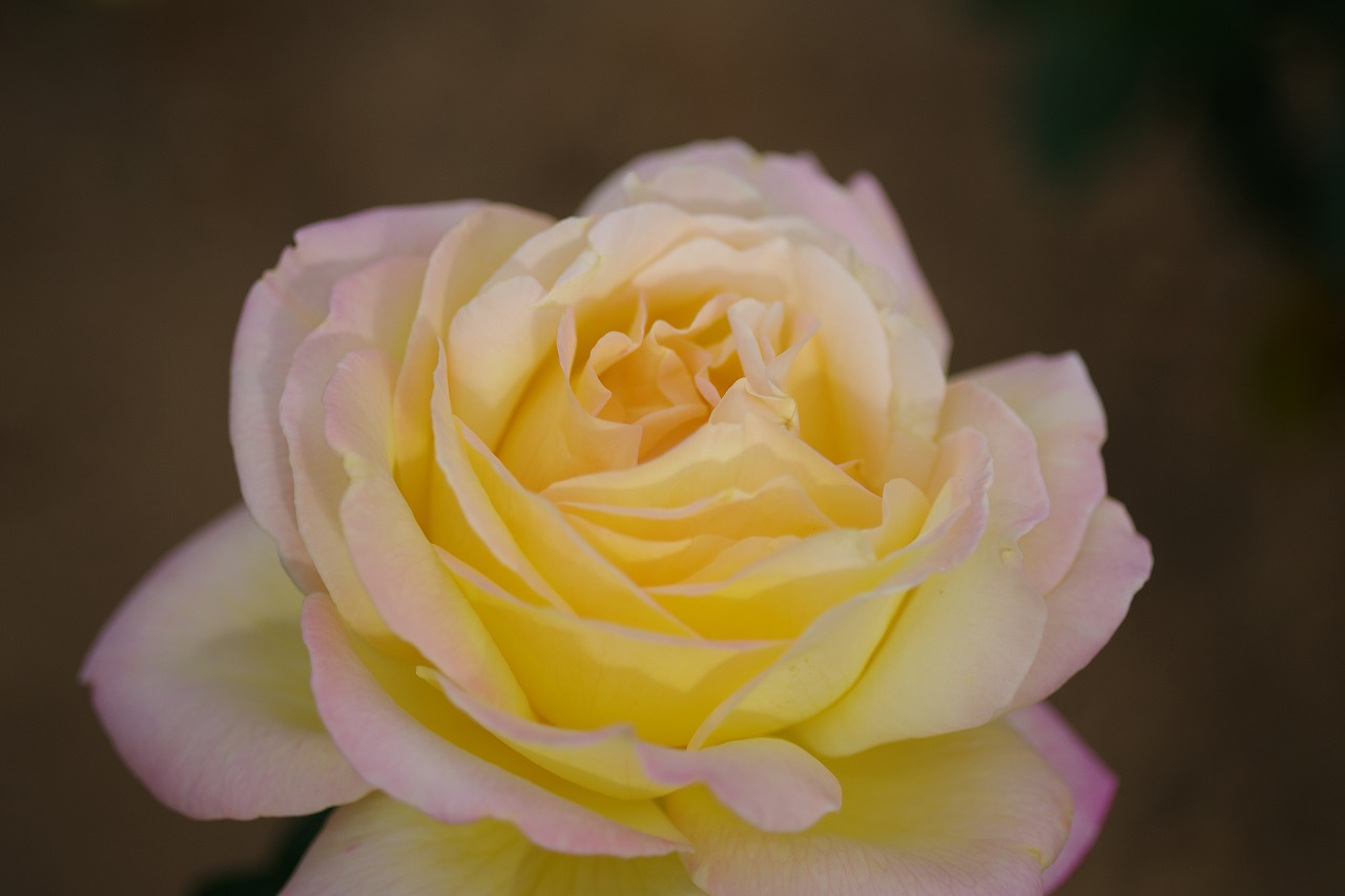 群馬県前橋市の敷島公園のバラ園