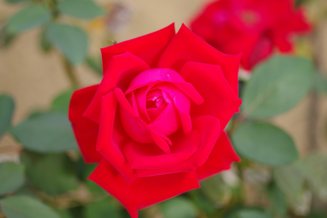 群馬県前橋市の敷島公園のバラ園