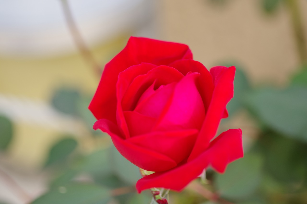 群馬県前橋市の敷島公園のバラ園