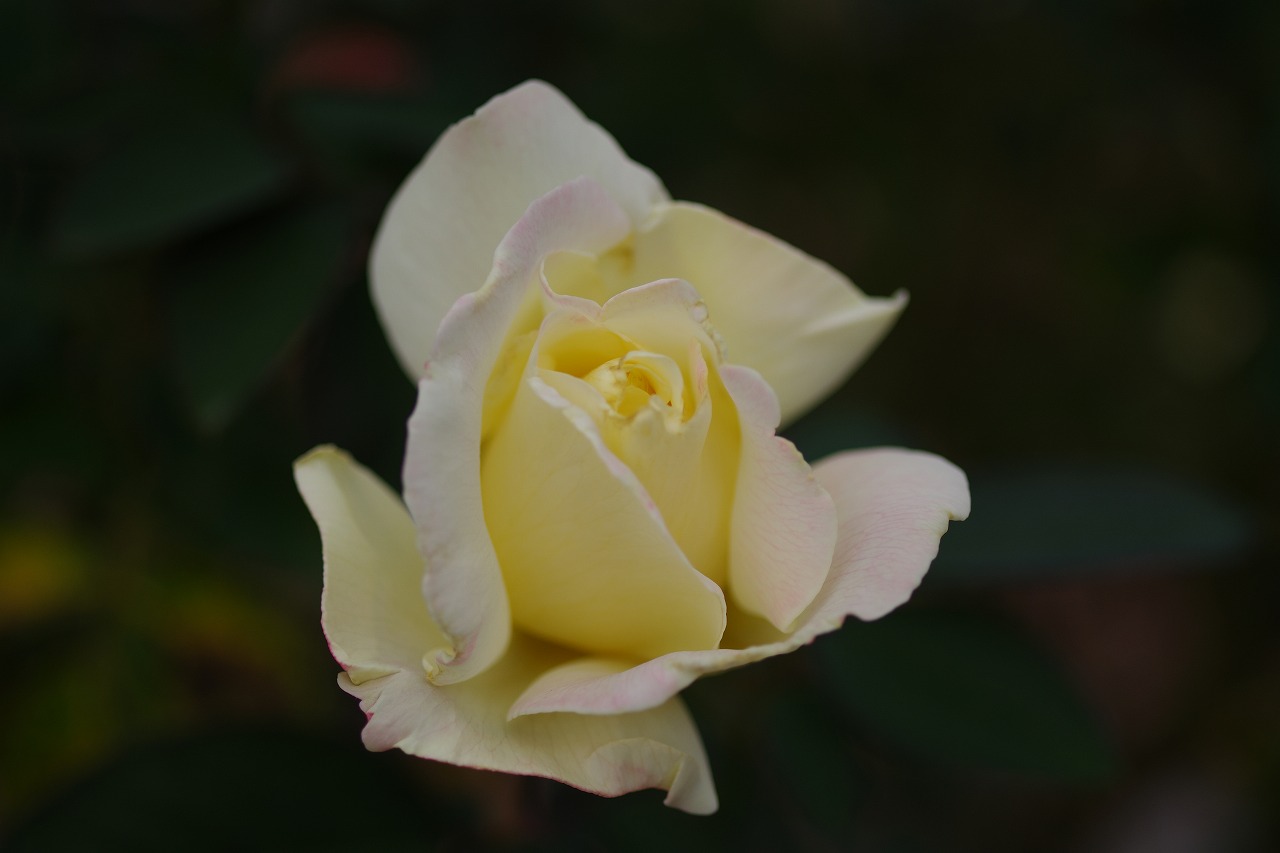 群馬県前橋市の敷島公園のバラ園