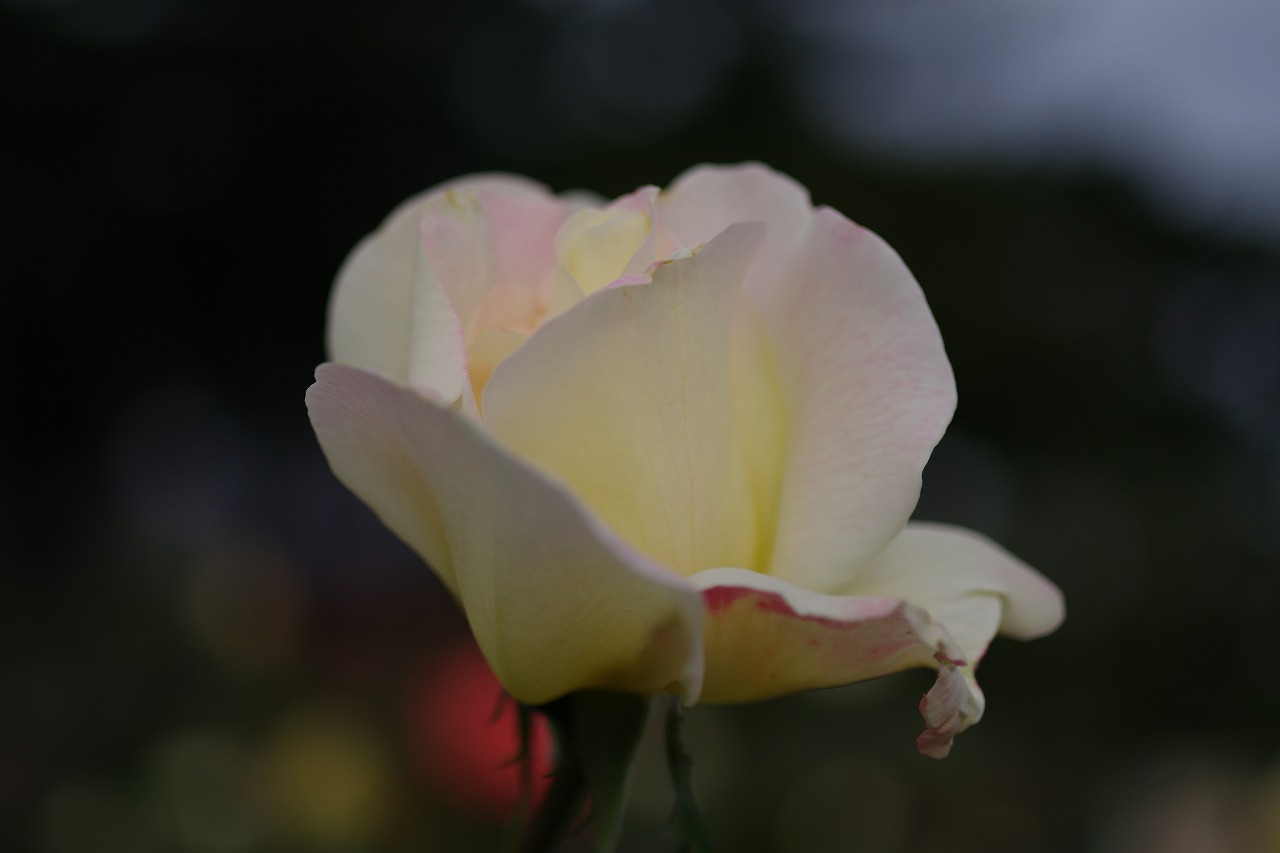 群馬県前橋市の敷島公園のバラ園