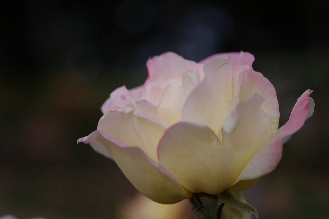 群馬県前橋市の敷島公園のバラ園