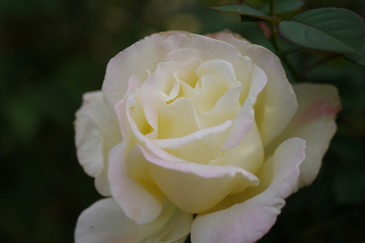 群馬県前橋市の敷島公園のバラ園