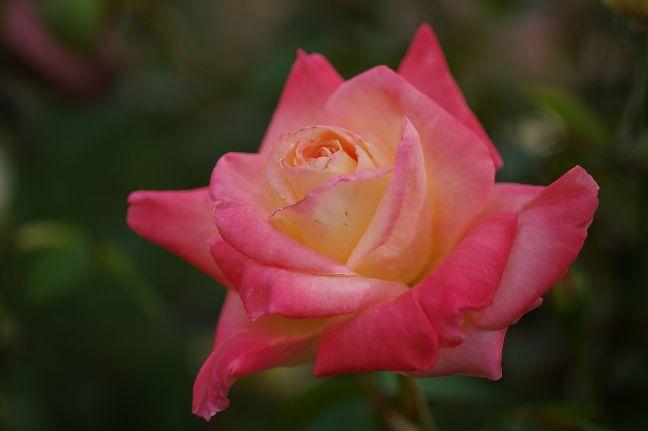 群馬県前橋市の敷島公園のバラ園