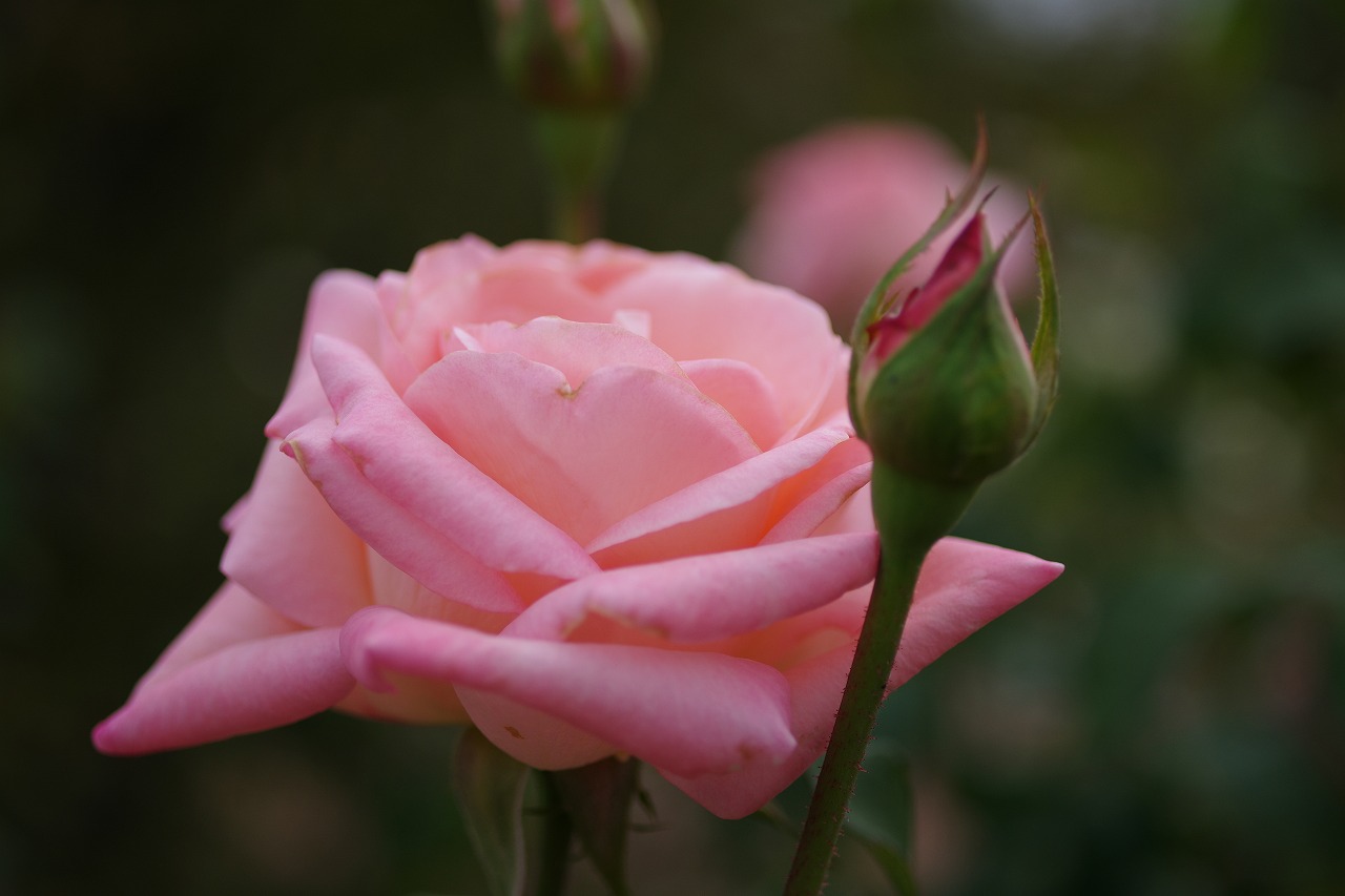 群馬県前橋市の敷島公園のバラ園